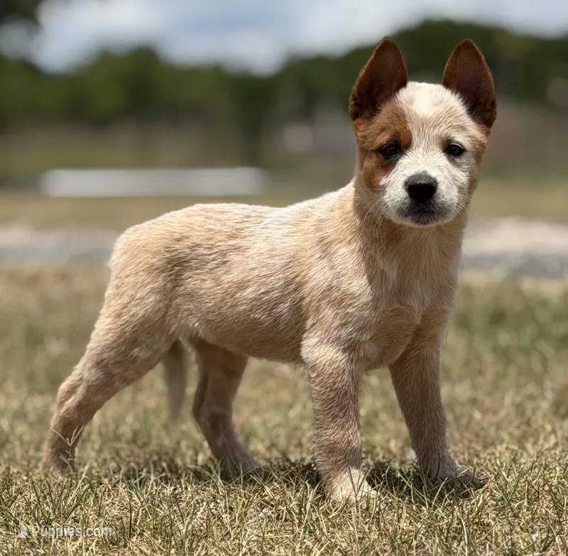 Chica Female 1 – Australian Cattle Dog puppy for sale in Zolfo Springs, FL