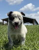 Belle Female A, a female Australian Cattle Dog for sale in Zolfo Springs, FL – 2 of 4