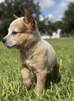 Campana Female A, a female Australian Cattle Dog for sale in Zolfo Springs, FL – 4 of 6