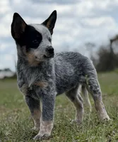 Chica Female 4, a female Australian Cattle Dog for sale in Zolfo Springs, FL – Photo 2 of 5