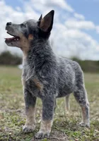 Chica Female 4, a female Australian Cattle Dog for sale in Zolfo Springs, FL – Photo 4 of 5