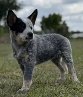 Chica Female 4, a female Australian Cattle Dog for sale in Zolfo Springs, FL – Photo 3 of 5