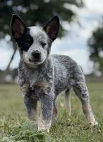 Chica Female 4, a female Australian Cattle Dog for sale in Zolfo Springs, FL – Photo 1 of 5