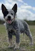Chica Female 4, a female Australian Cattle Dog for sale in Zolfo Springs, FL – Photo 5 of 5