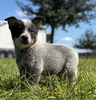 Luna Male 4, a male Australian Cattle Dog for sale in Zolfo Springs, FL – 1 of 4