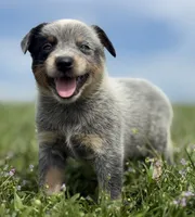 Luma Female 2, a female Australian Cattle Dog for sale in Zolfo Springs, FL – 3 of 3