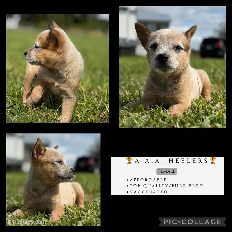 Campana Female A – Australian Cattle Dog puppy for sale in Zolfo Springs, FL