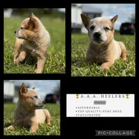 Campana Female A, a female Australian Cattle Dog for sale in Zolfo Springs, FL – 1 of 6