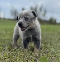 Luma Male 1, a male Australian Cattle Dog for sale in Zolfo Springs, FL – 2 of 3