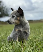 Campana Female C, a female Australian Cattle Dog for sale in Zolfo Springs, FL – 2 of 5