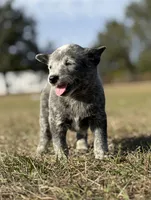 processed/8f98b6f6-1fb4-4761-93bd-1e4f8519b073/listing/b851f7a1-c93f-43ab-9782-3eb294c087ab/24332bf5-ccf0-4992-8c8e-e403da37c9ee