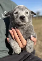 processed/8f98b6f6-1fb4-4761-93bd-1e4f8519b073/listing/b851f7a1-c93f-43ab-9782-3eb294c087ab/3cdd760a-6234-4945-b5f0-f80e438e72b0