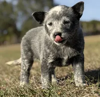 processed/8f98b6f6-1fb4-4761-93bd-1e4f8519b073/listing/b851f7a1-c93f-43ab-9782-3eb294c087ab/e8ca21a0-8b44-447f-b37e-fa9ce2860dce