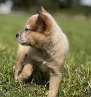 Campana Female A, a female Australian Cattle Dog for sale in Zolfo Springs, FL – 3 of 6