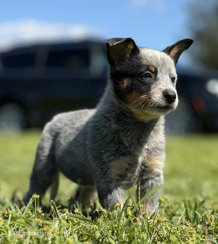 Luma Female 1 – Australian Cattle Dog puppy for sale in Zolfo Springs, FL