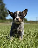Luma Male 3, a male Australian Cattle Dog for sale in Zolfo Springs, FL – 3 of 3