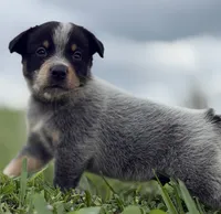 Luma Male 2, a male Australian Cattle Dog for sale in Zolfo Springs, FL – 3 of 3
