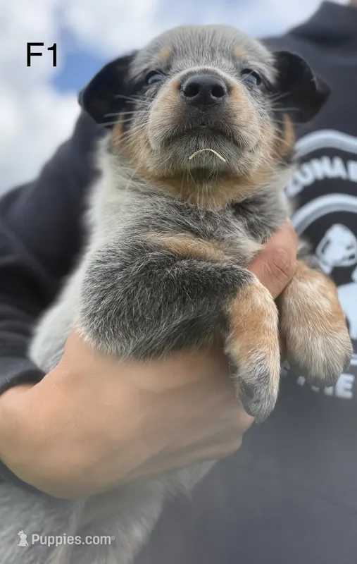 Luma Female 1 – Australian Cattle Dog puppy for sale in Zolfo Springs, FL