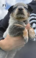 Luma Female 1, a female Australian Cattle Dog for sale in Zolfo Springs, FL – 1 of 3