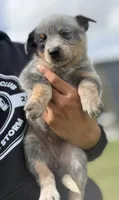 Luma Female 2, a female Australian Cattle Dog for sale in Zolfo Springs, FL – 2 of 3