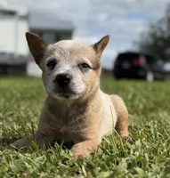 Campana Female A, a female Australian Cattle Dog for sale in Zolfo Springs, FL – 5 of 6