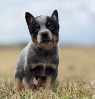 Male C, a male Australian Cattle Dog for sale in Zolfo Springs, FL – Photo 1 of 3