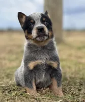 Male C, a male Australian Cattle Dog for sale in Zolfo Springs, FL – Photo 3 of 3