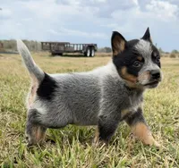 Male C, a male Australian Cattle Dog for sale in Zolfo Springs, FL – Photo 2 of 3