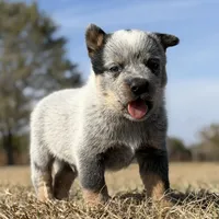 Male C, a male Australian Cattle Dog for sale in Zolfo Springs, FL – Photo 1 of 3