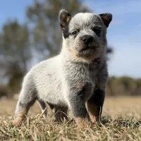 Male C, a male Australian Cattle Dog for sale in Zolfo Springs, FL – Photo 2 of 3
