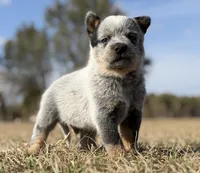 Male C, a male Australian Cattle Dog for sale in Zolfo Springs, FL – Photo 2 of 3