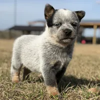 Male C, a male Australian Cattle Dog for sale in Zolfo Springs, FL – Photo 3 of 3