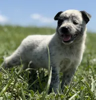 Belle Female A, a female Australian Cattle Dog for sale in Zolfo Springs, FL – 4 of 4