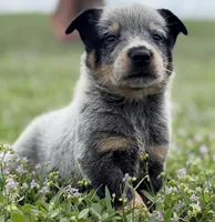 Luma Female 1, a female Australian Cattle Dog for sale in Zolfo Springs, FL – 2 of 3
