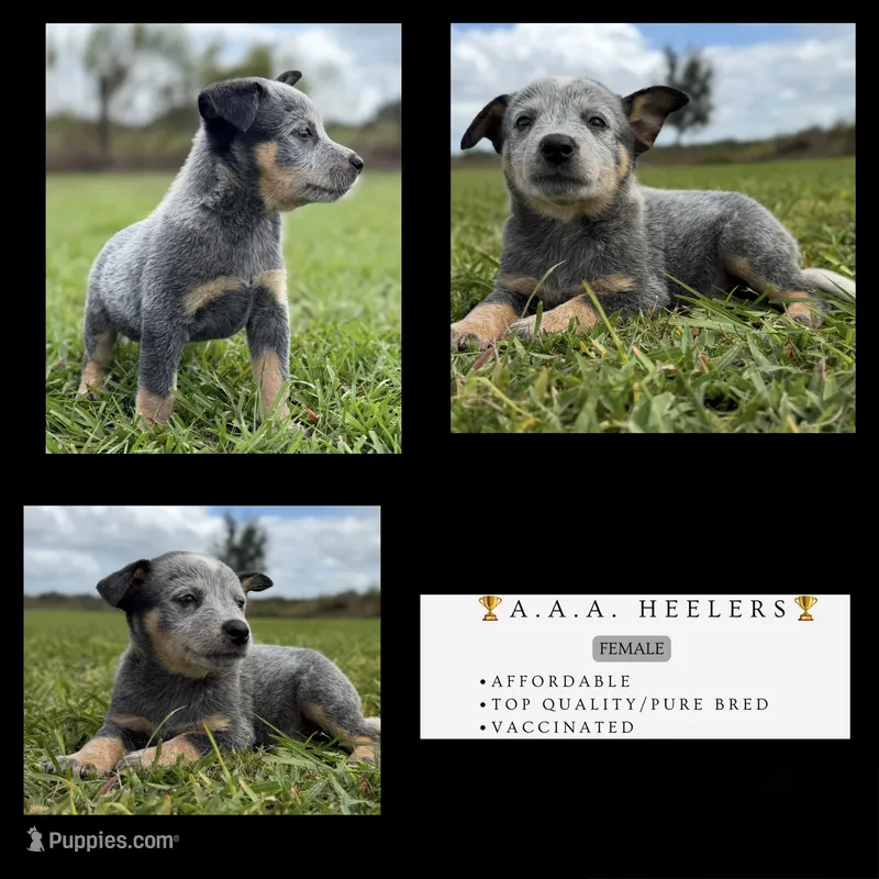 Campana Female B, a female Australian Cattle Dog for sale in Zolfo Springs, FL – 1 of 6