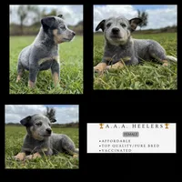 Campana Female B, a female Australian Cattle Dog for sale in Zolfo Springs, FL – 1 of 6