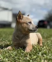 Campana Female A, a female Australian Cattle Dog for sale in Zolfo Springs, FL – 6 of 6