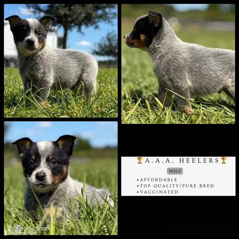 Luna Male 4 – Australian Cattle Dog puppy for sale in Zolfo Springs, FL