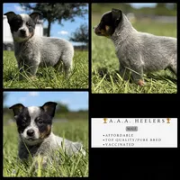 Luna Male 4, a male Australian Cattle Dog for sale in Zolfo Springs, FL – 3 of 4