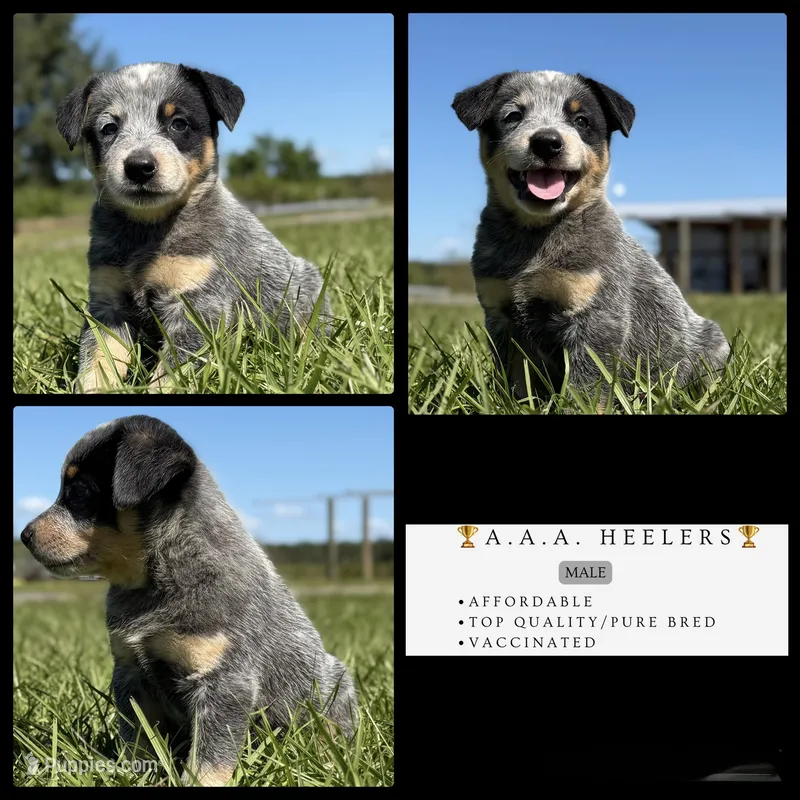 Luma Male 2 – Australian Cattle Dog puppy for sale in Zolfo Springs, FL