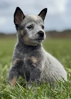 Campana Female C, a female Australian Cattle Dog for sale in Zolfo Springs, FL – 3 of 5