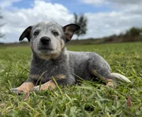 Campana Female B, a female Australian Cattle Dog for sale in Zolfo Springs, FL – 2 of 6