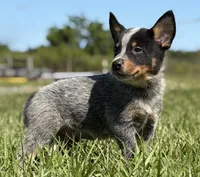 Luma Male 3, a male Australian Cattle Dog for sale in Zolfo Springs, FL – 2 of 3