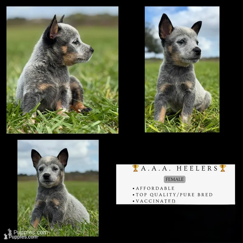 Campana Female C, a female Australian Cattle Dog for sale in Zolfo Springs, FL – 1 of 5