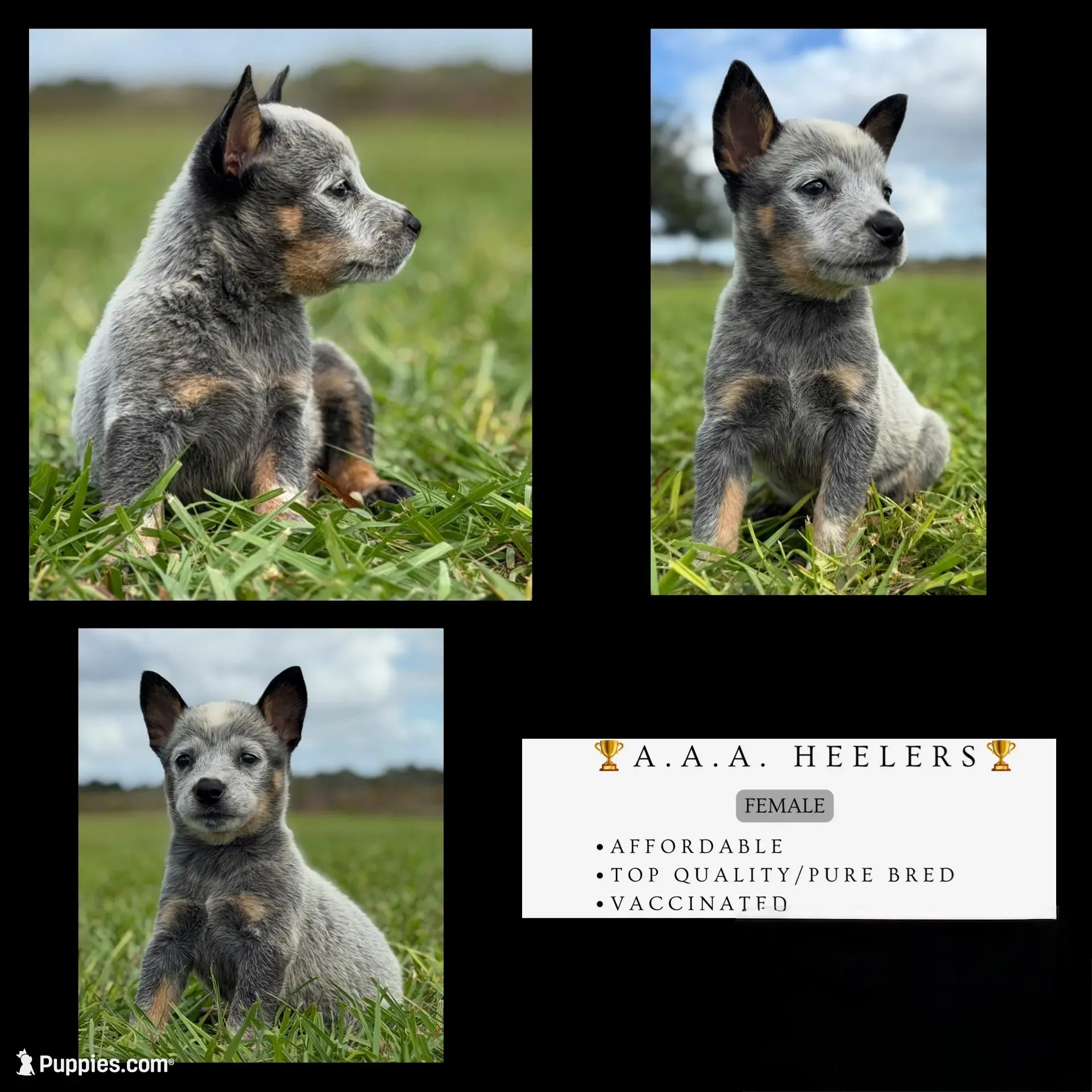 Campana Female C, a female Australian Cattle Dog for sale in Zolfo Springs, FL – 1 of 5