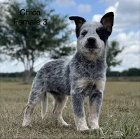 Chica Female 3, a female Australian Cattle Dog for sale in Zolfo Springs, FL – Photo 2 of 3