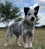Chica Female 3, a female Australian Cattle Dog for sale in Zolfo Springs, FL – Photo 3 of 3