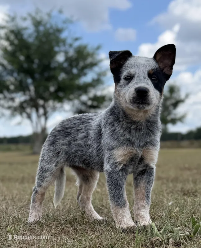Chica Female 3 – Australian Cattle Dog puppy for sale in Zolfo Springs, FL