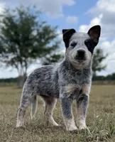 Chica Female 3, a female Australian Cattle Dog for sale in Zolfo Springs, FL – Photo 1 of 3