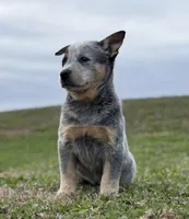 Oakley Female A, a female Australian Cattle Dog for sale in Zolfo Springs, FL – Photo 1 of 3